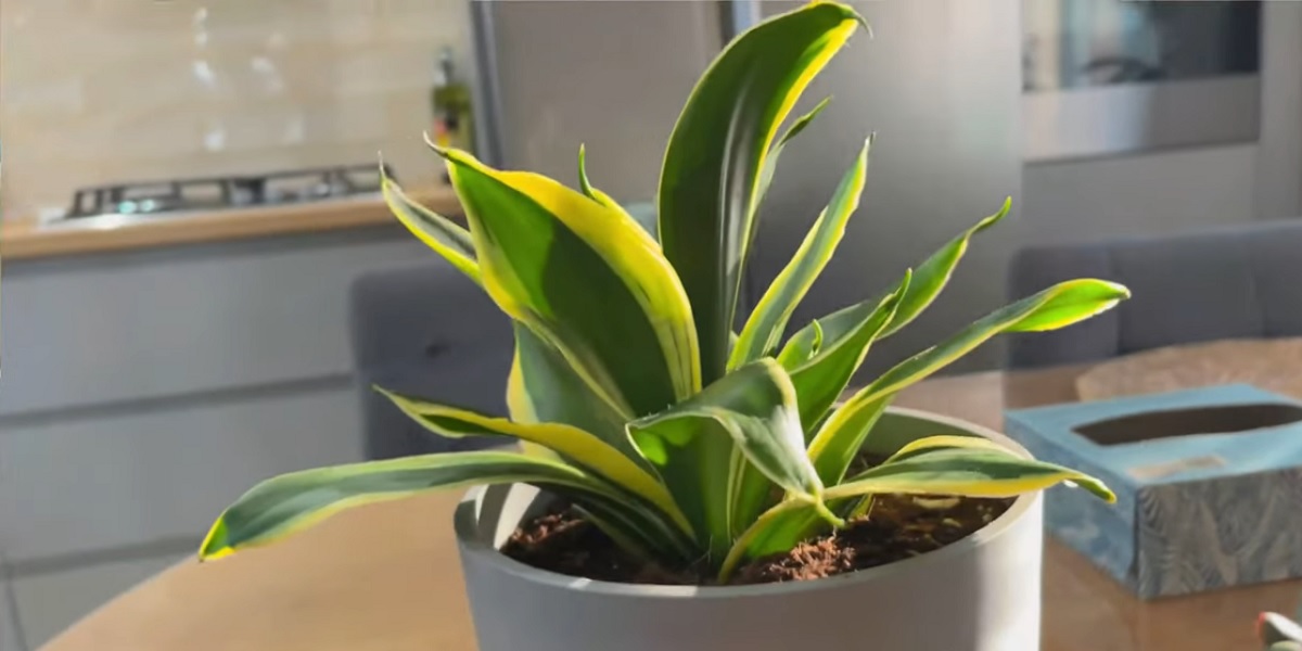 5 Houseplants that help clean the air in the house