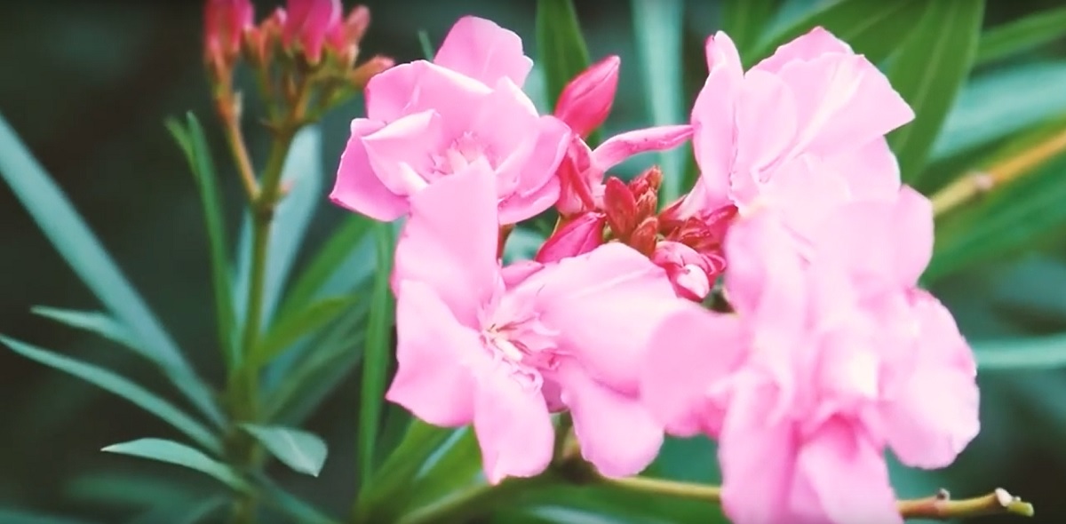 Appearance characteristics of the date oleander