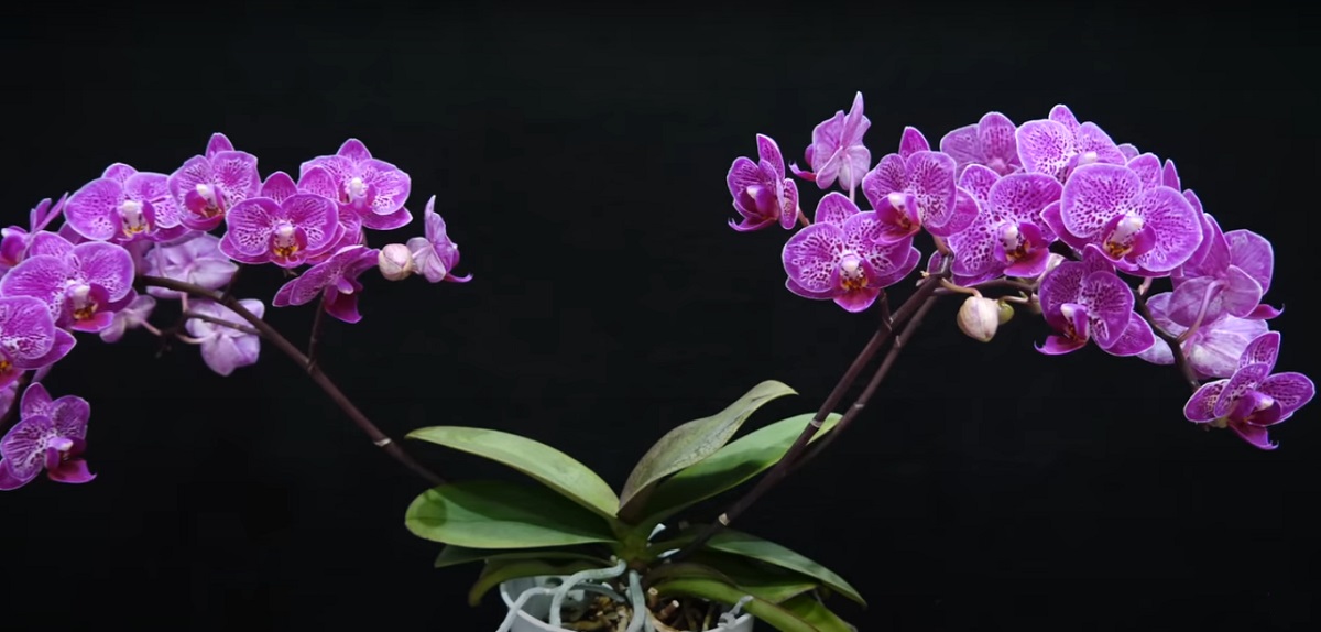 How long does it take for an orchid to bloom again?