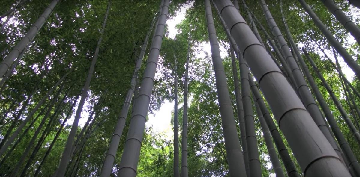 Bamboo, one of the unrivaled early-growing plants
