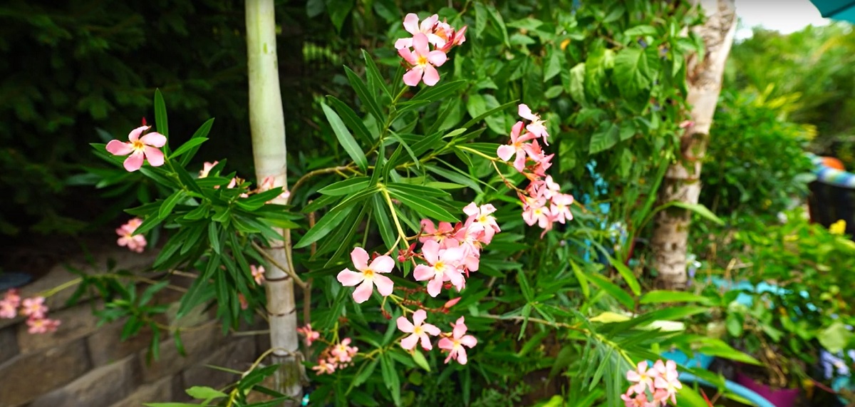 Ban on the consumption of oleander