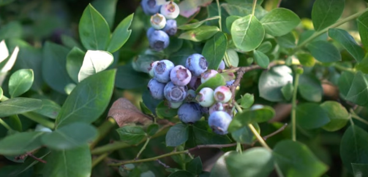 Blueberry planting methods