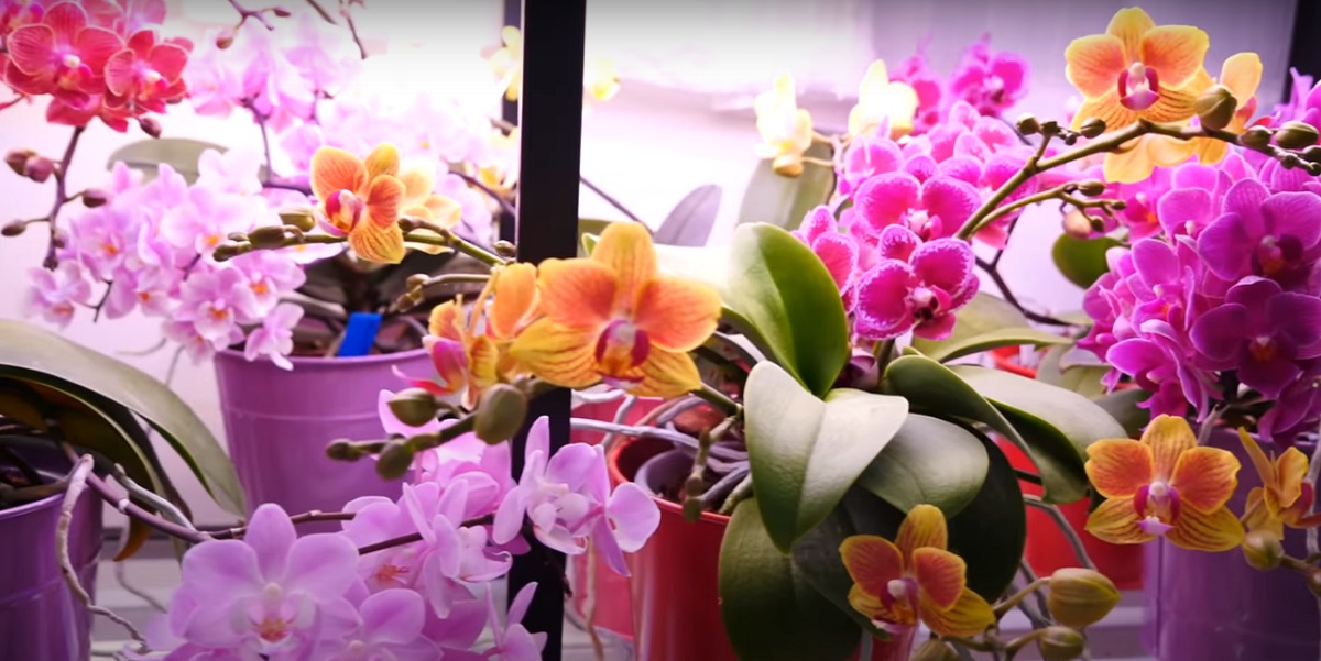 Do you prune dry orchid stems?
