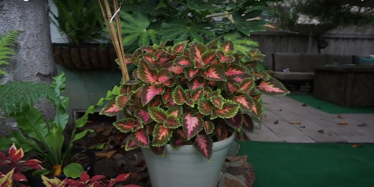 Coleus  is an annual