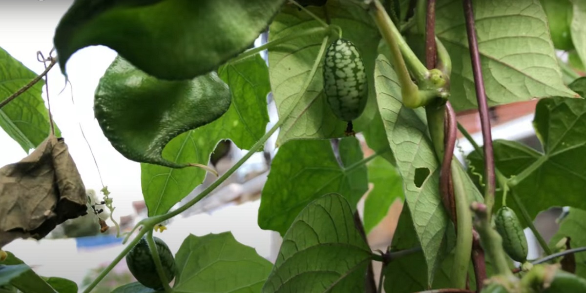 Cultivation and use of the small Mexican cucumber