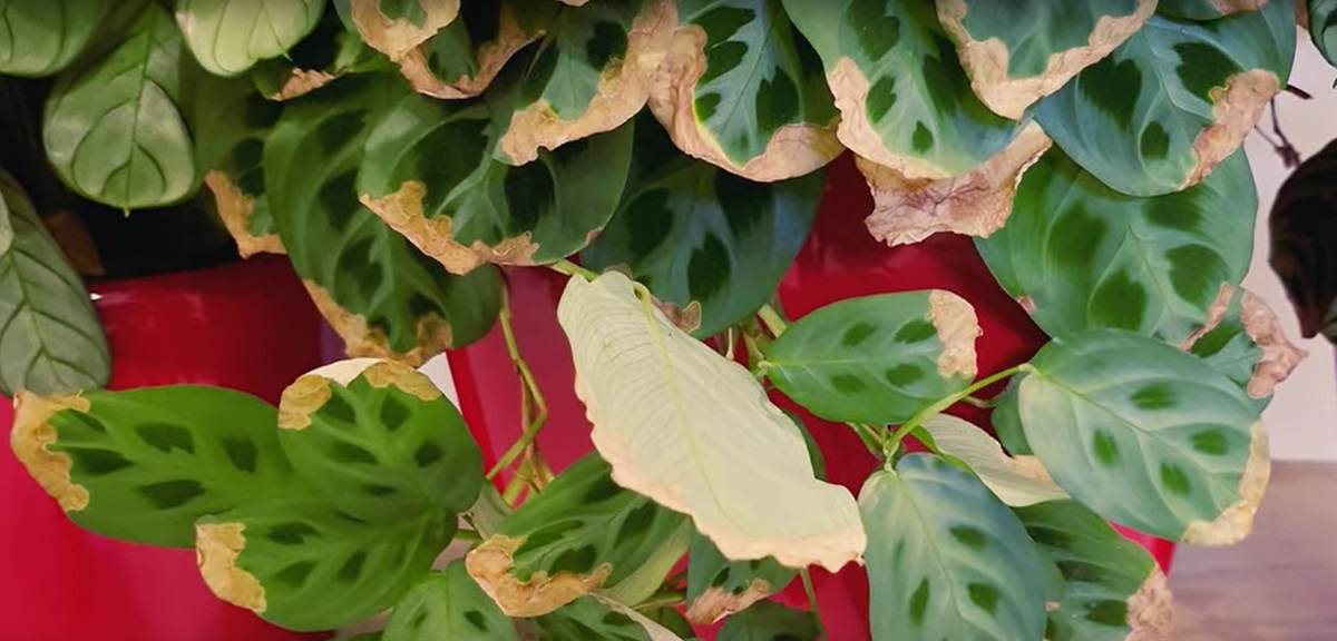 How to remove brown parts from the leaves of the houseplant?