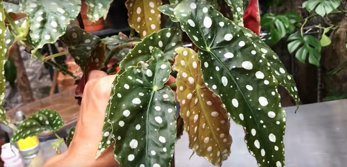 Drought and blackening of begonia leaves