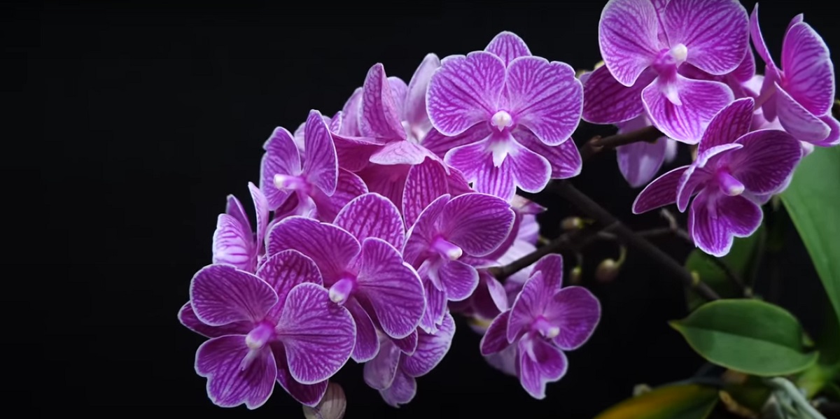 Lycaste orchids