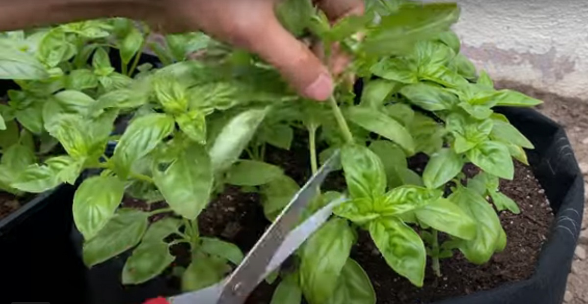 How To Harvest Basil