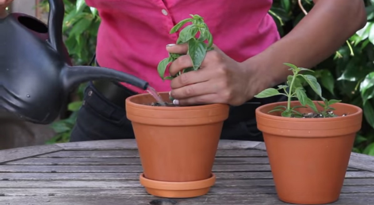 How to care for basil in pots
