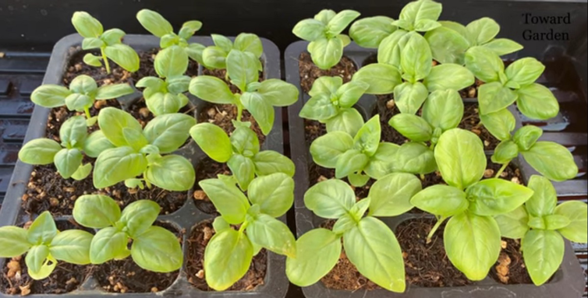How to care for basil in the garden