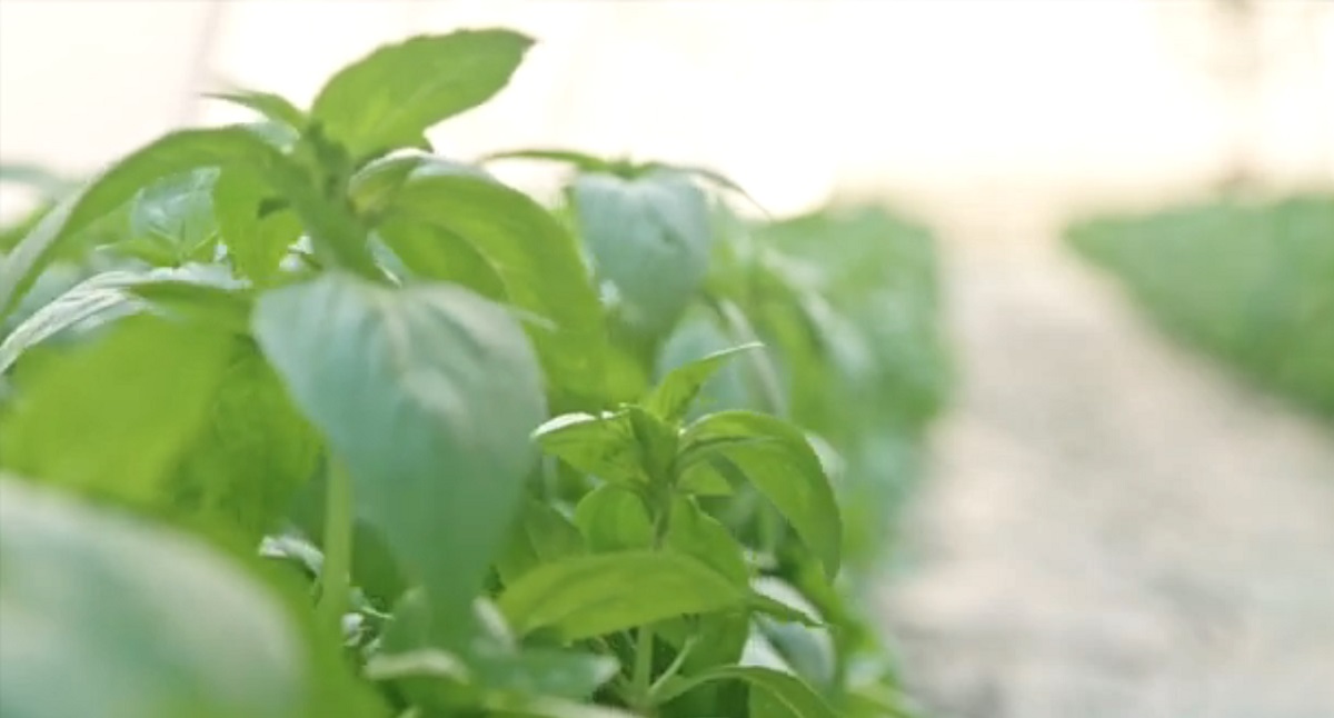 How to care for basil in winter