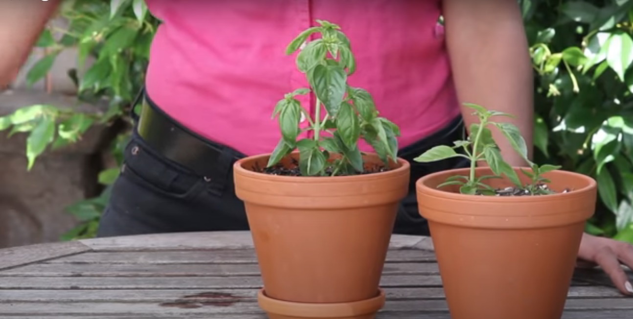 How to care for basil