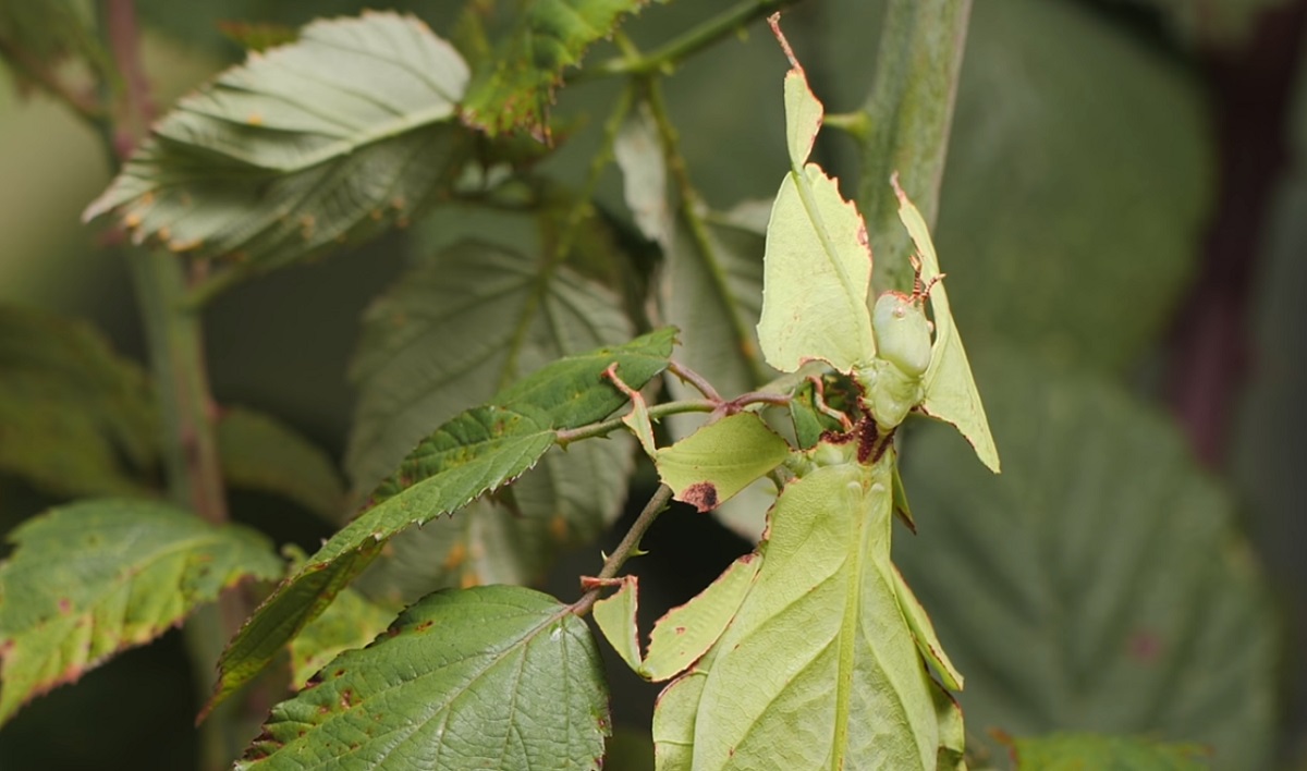 Identify leaf beetles
