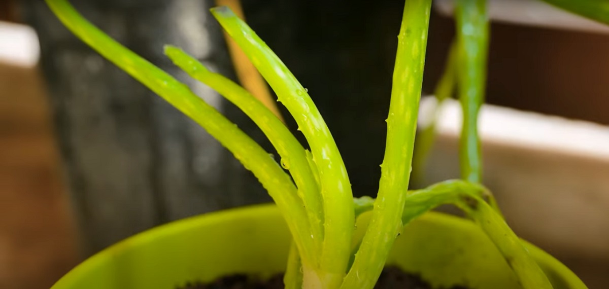 If a large part of the plant's roots are damaged