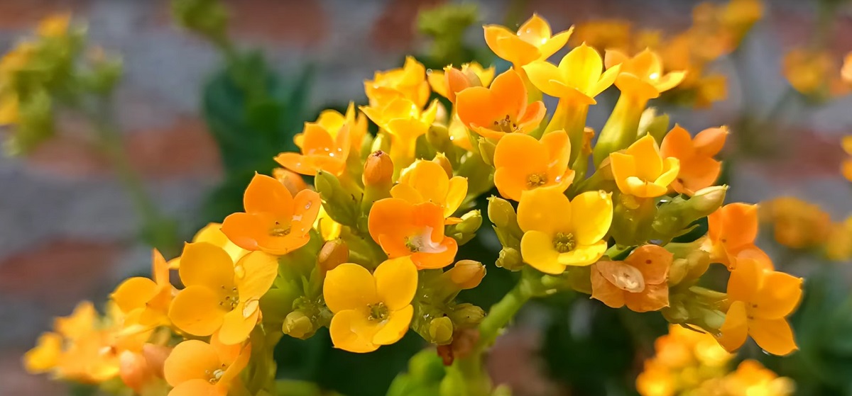 Is the Kalanchoe sun or shade