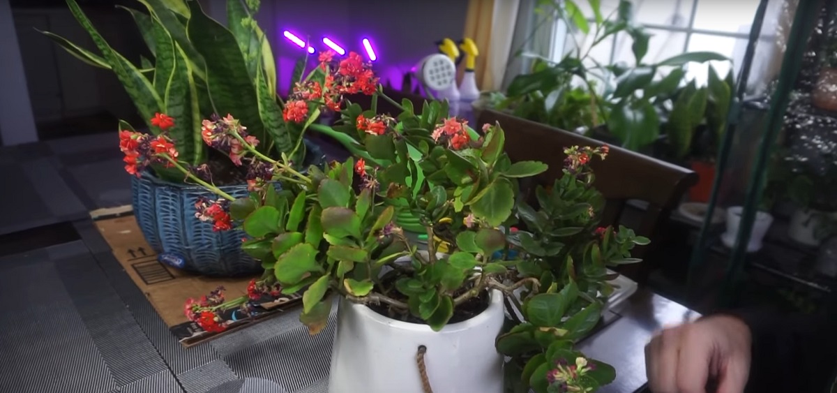 Kalanchoe indoor and outdoor care