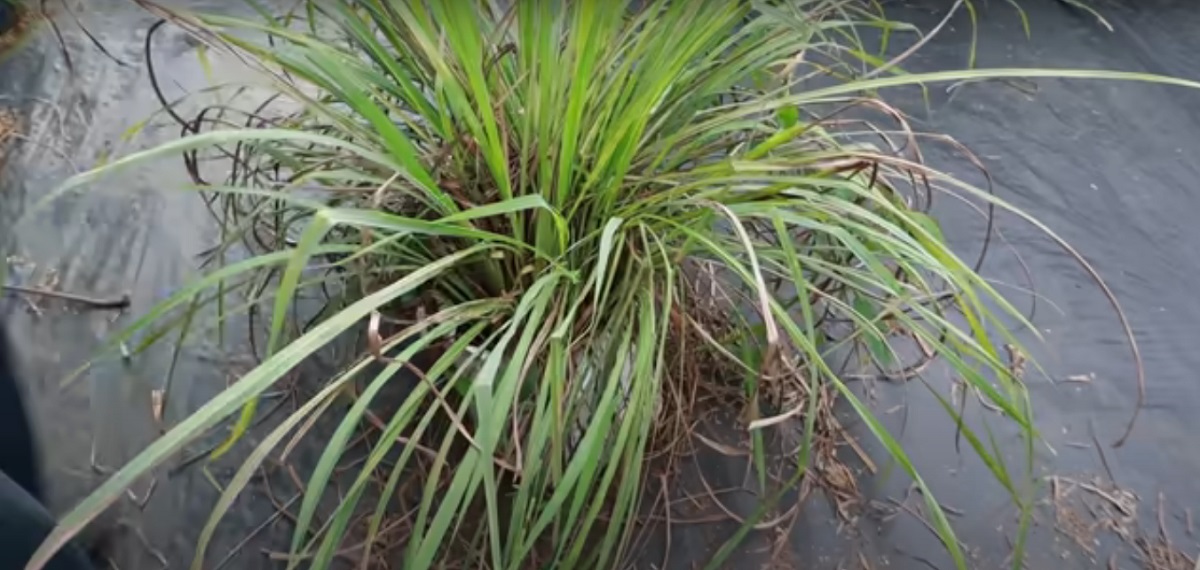 Lemongrass is one of the most commonly