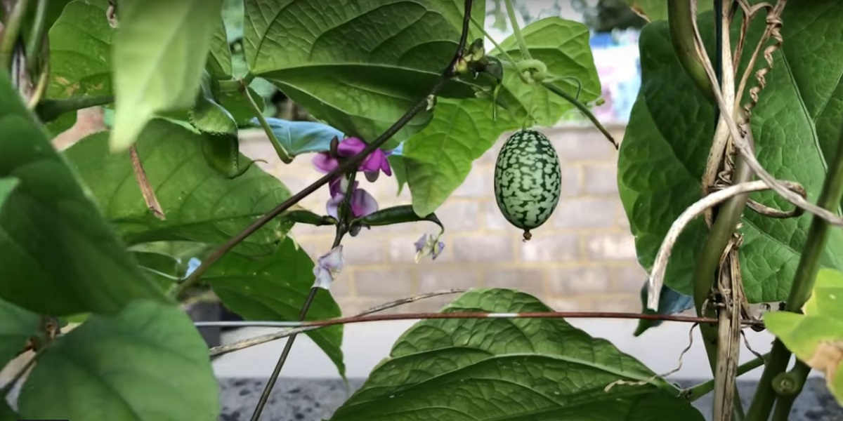 Location and care of the Mexican mini cucumber