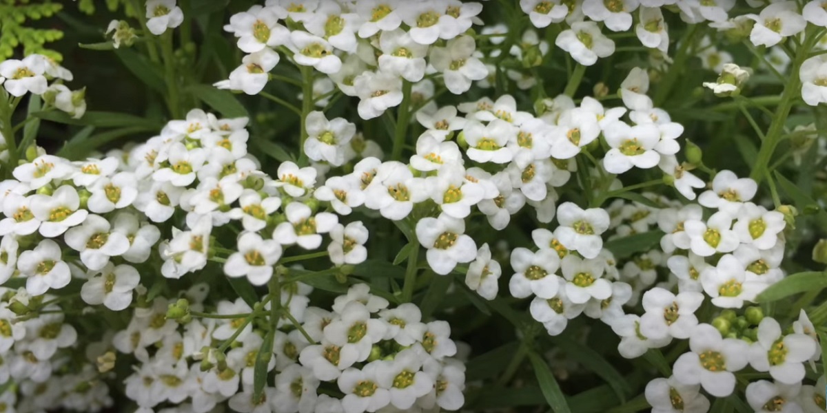 Planting and caring for sweet Alyssum