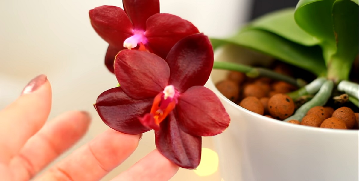 Red orchid flower