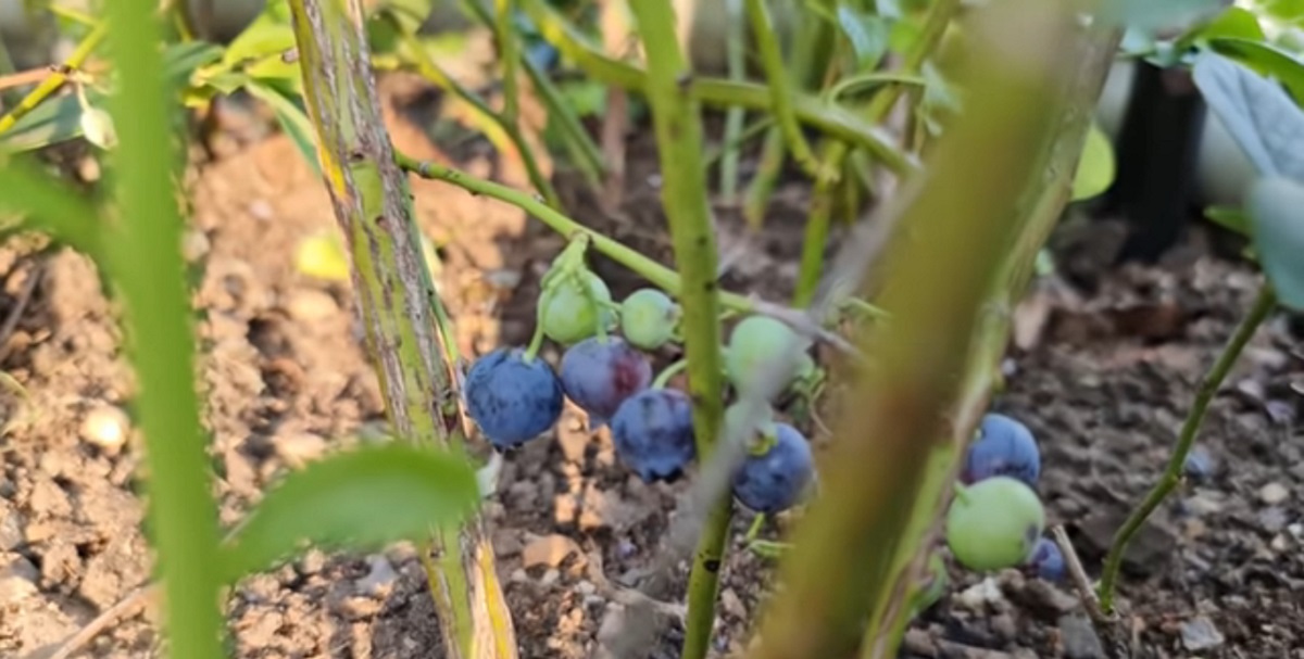 Suitable soil conditions for blueberry planting