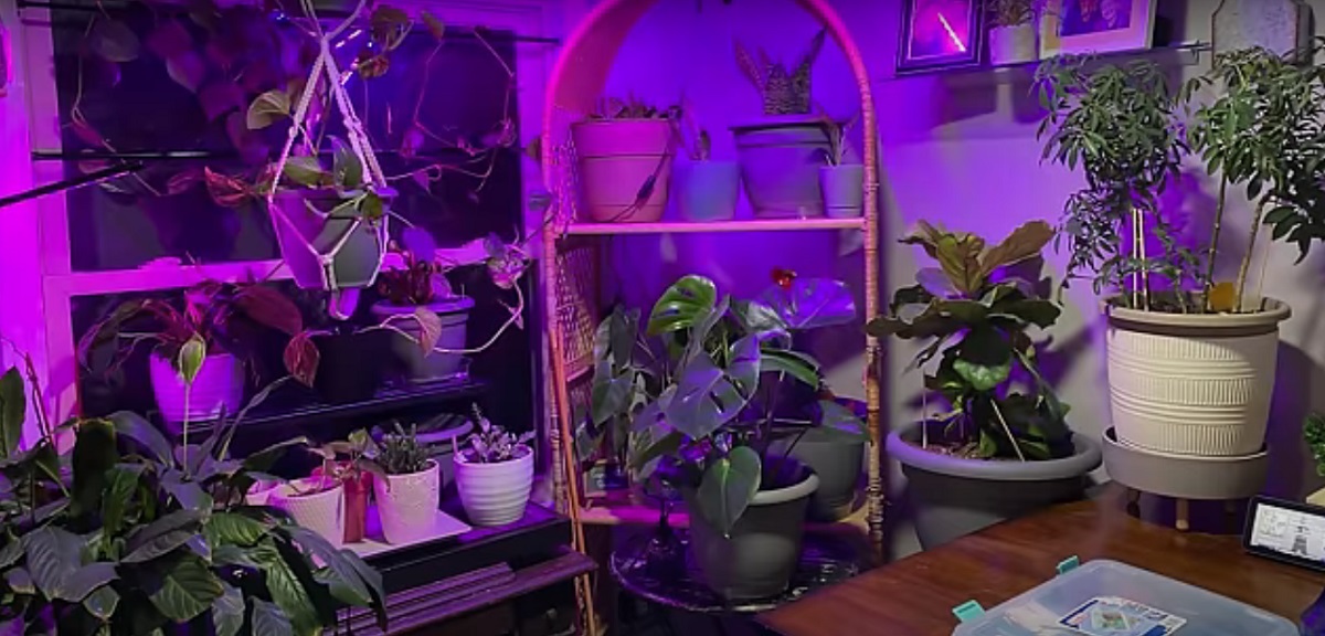 The need to use artificial light for plants