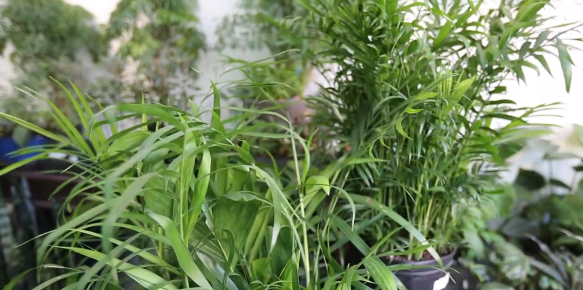 Types of Oxygen-producing houseplants