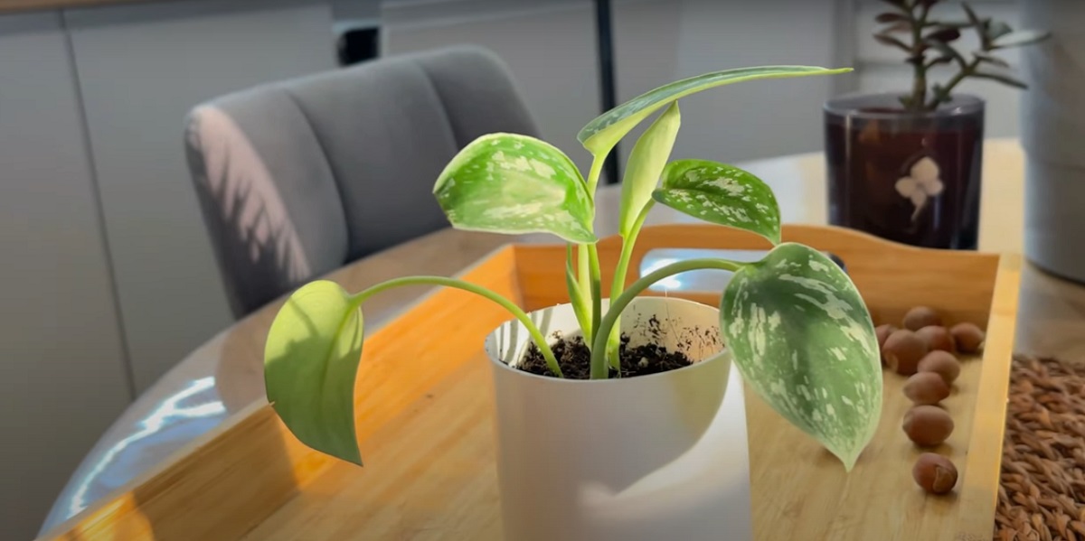 What do plants have to do with air purification at home