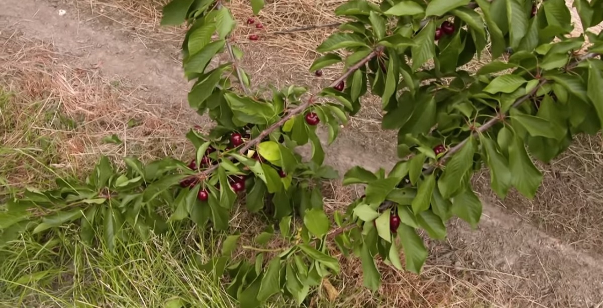 When should I plant a cherry tree