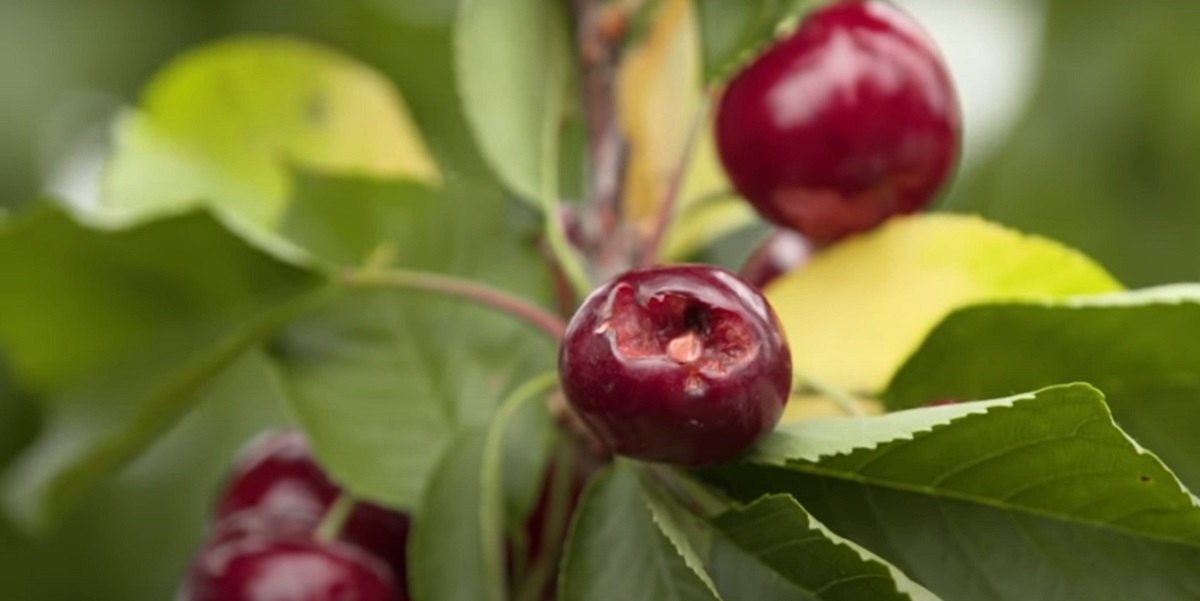 Which cherry tree species are self-pollinating