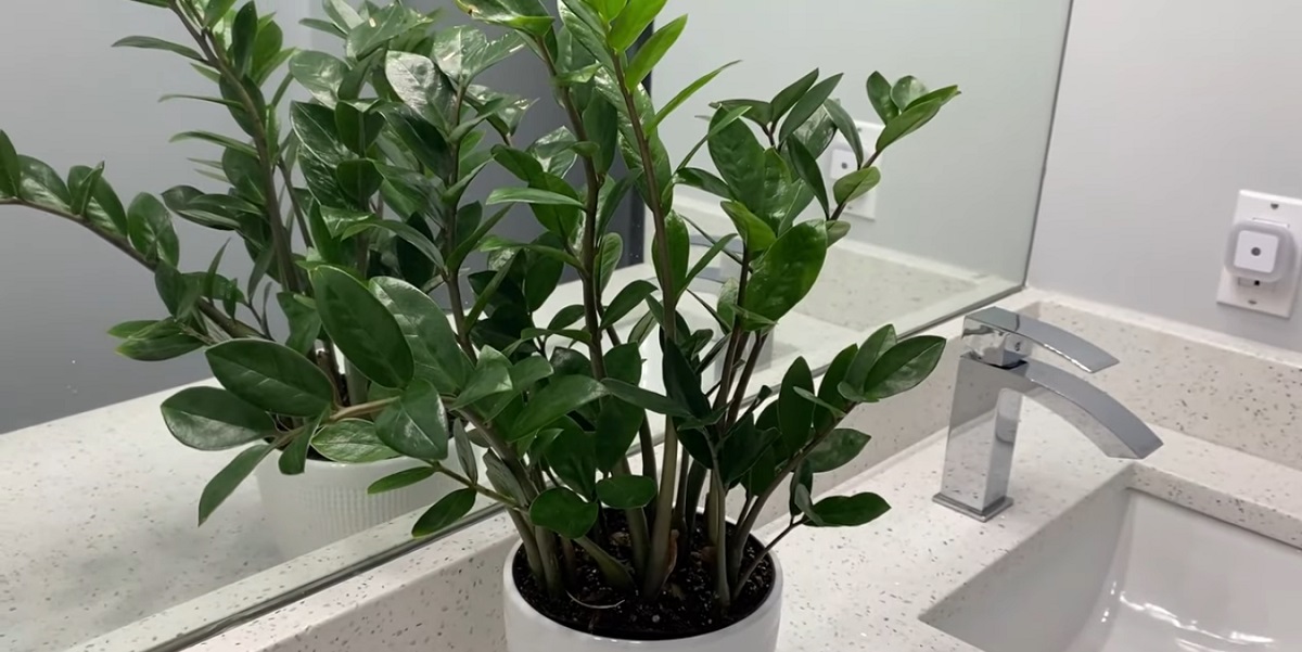 Zamifolia plant
