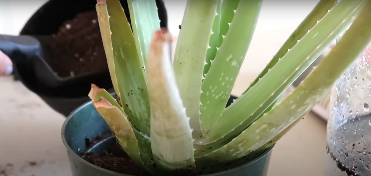 aloe vera leaves grow better as a result