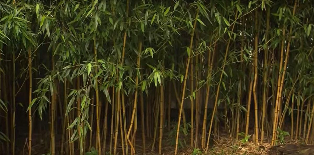 Bamboo, it one of the unrivaled early-growing plants!