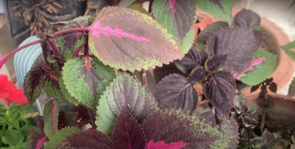 coleus plants unveils their multifaceted benefits