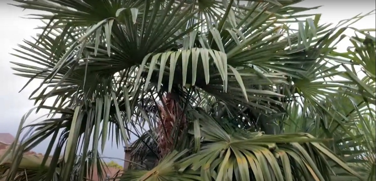 Are you planning to plant palm trees in your Texas home or garden but not sure which variety is best
