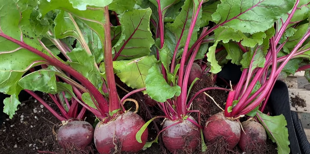 Beet is one of the best vegetables
