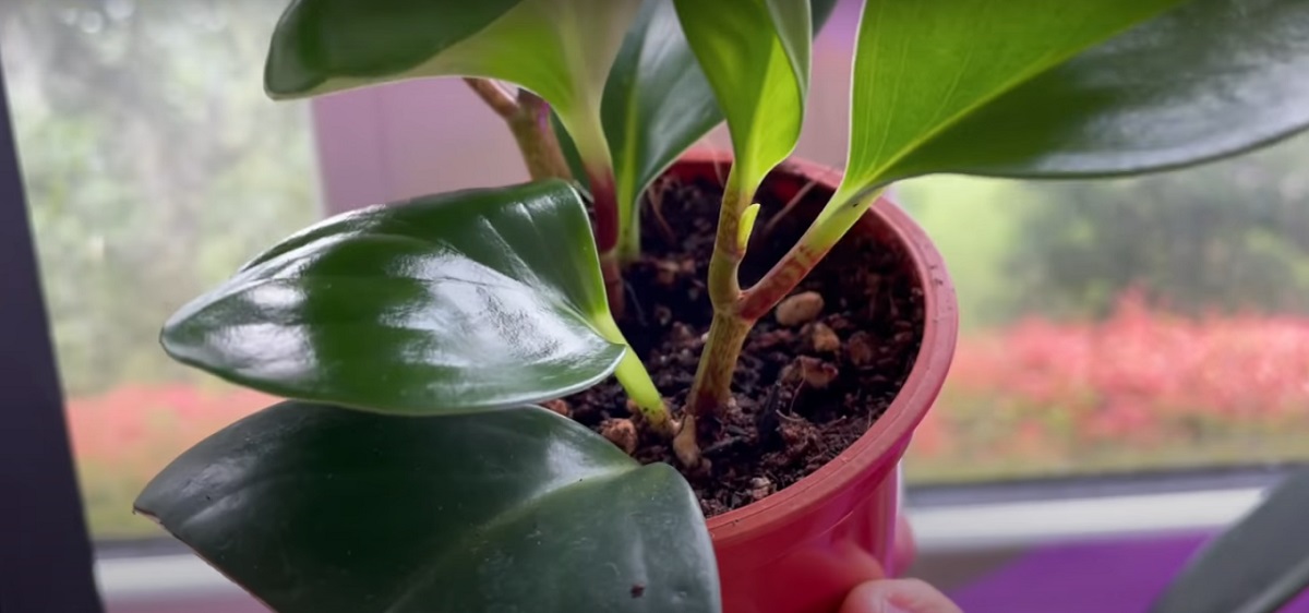 Can a Peperomia take root in water