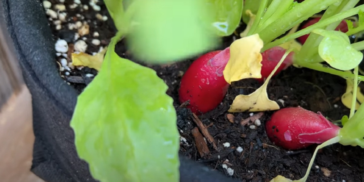 Choose the right place to grow radishes.