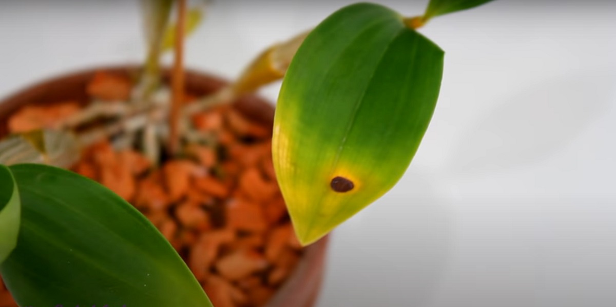 Common orchid pests and diseases