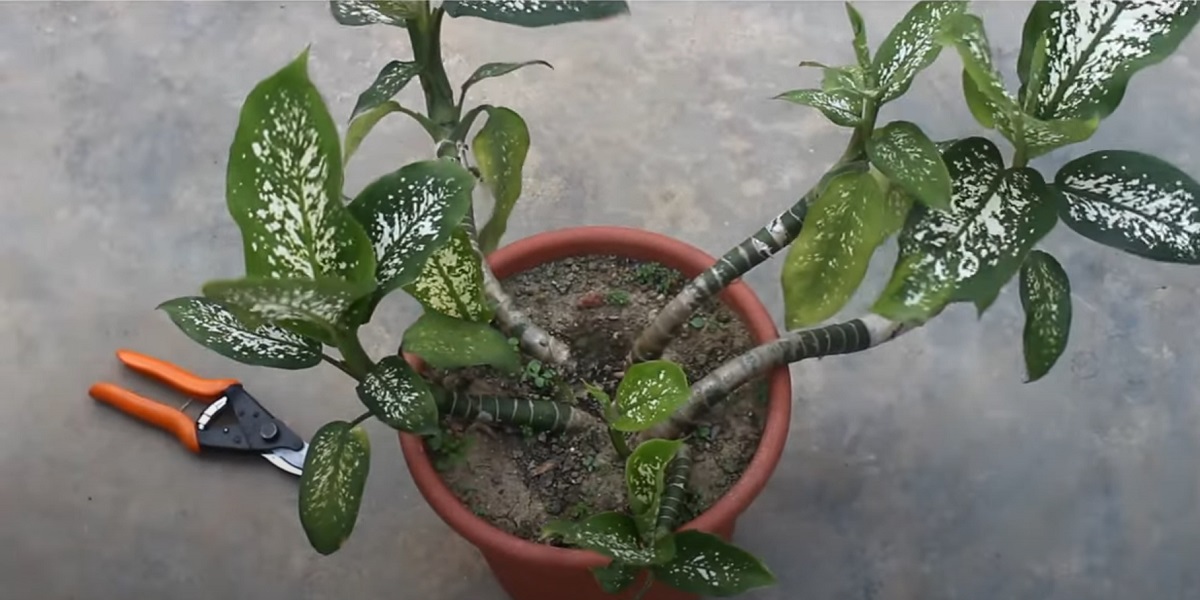 Dieffenbachia is a poisonous plant