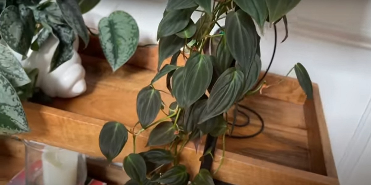 Do philodendrons flower indoors