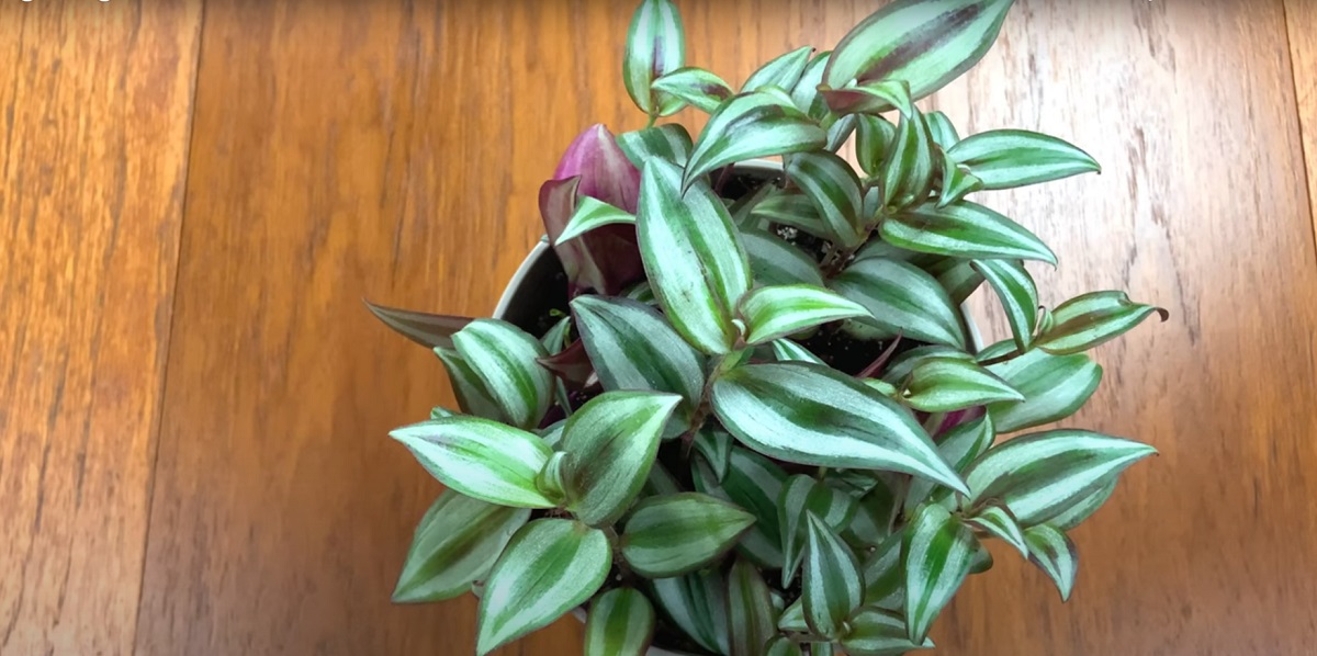 Does the wandering Jew love the sun or the shade
