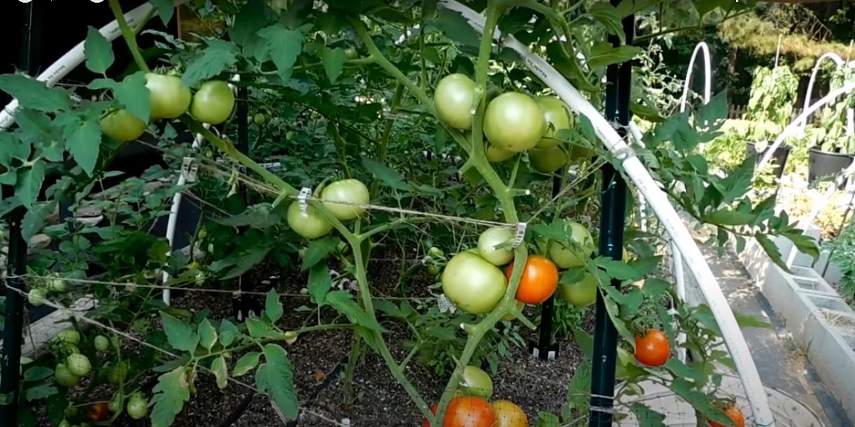 Drip irrigation of tomato plants