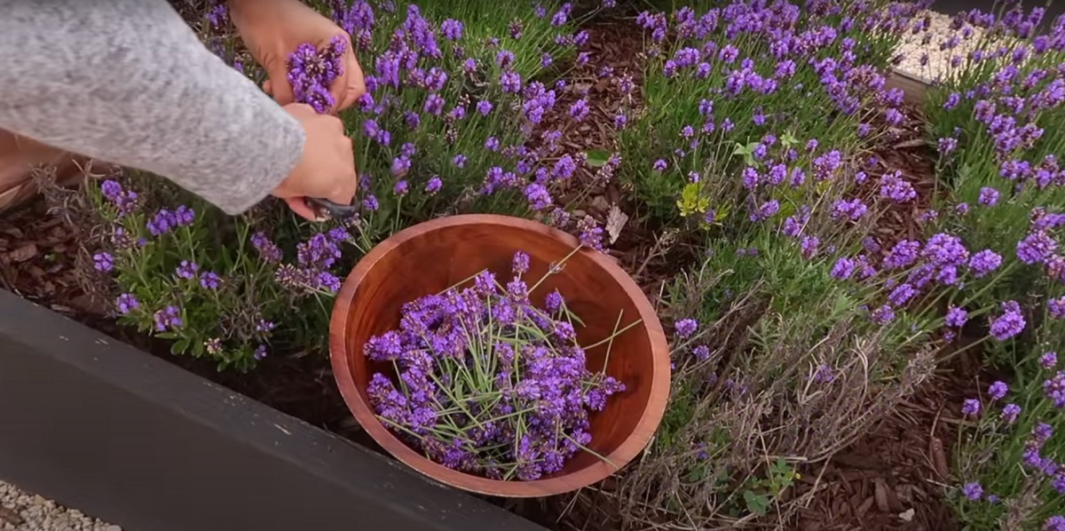 Drying lavender five common mistakes to avoid
