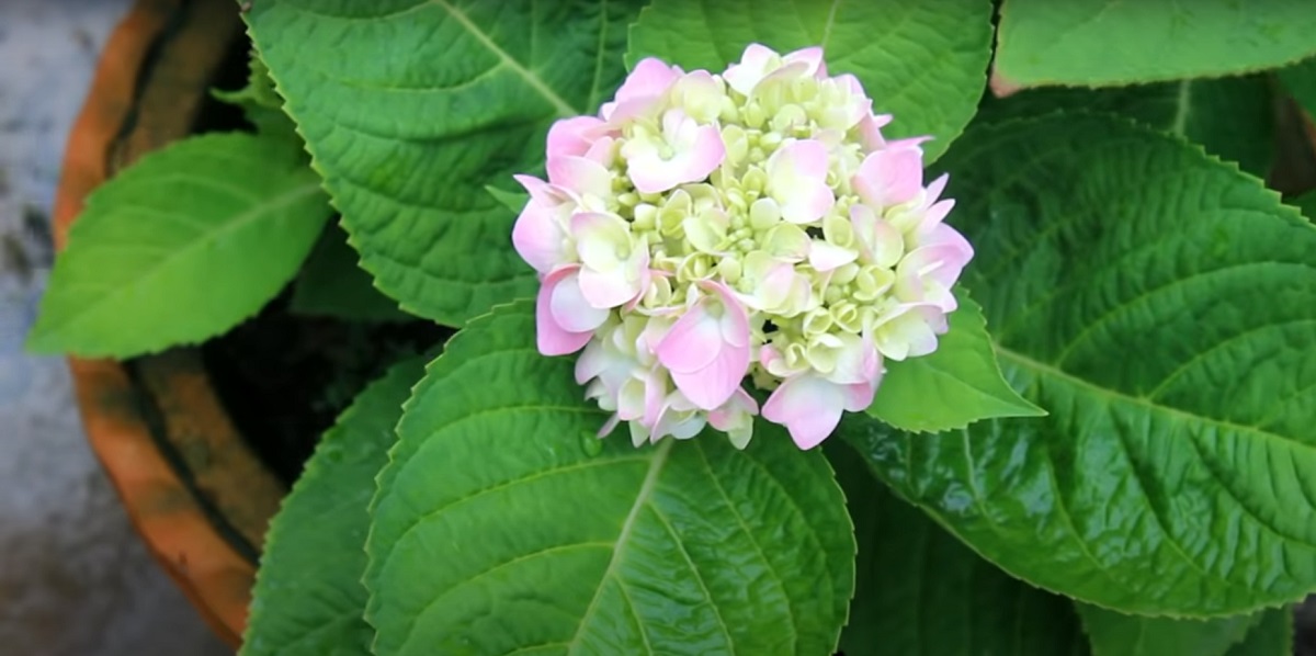 Flat-leaf hydrangeas only need to be fertilized once in late winter.