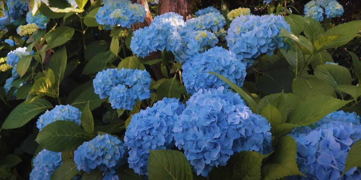 For hydrangeas that are planted in the ground,