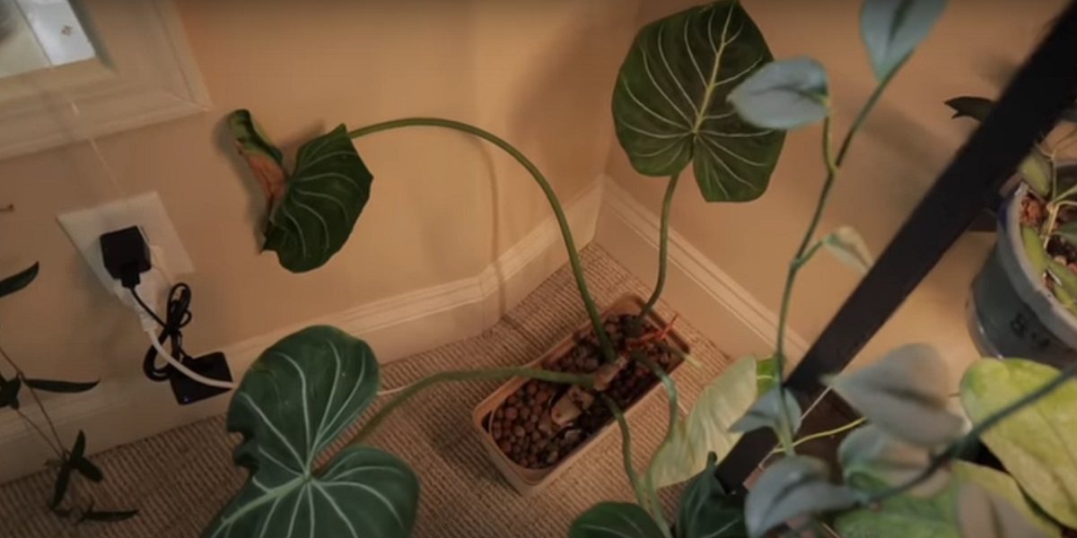 Golden tips on fertilizing philodendron flowers