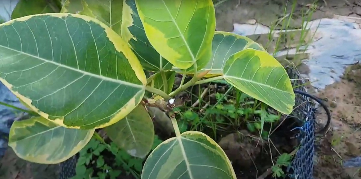 Hanging rubber tree leaves
