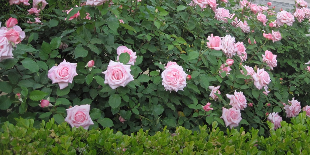 How do you prune rose bushes